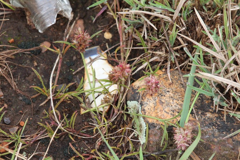 Kyphocarpa cruciata photo 7