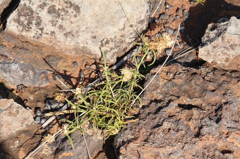 Kyphocarpa cruciata photo 8
