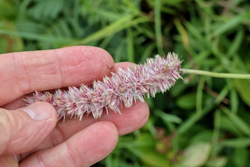 Kyphocarpa trichinioides photo 2