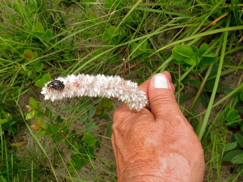 Kyphocarpa trichinioides photo 3
