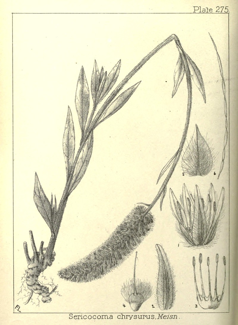 Kyphocarpa trichinioides