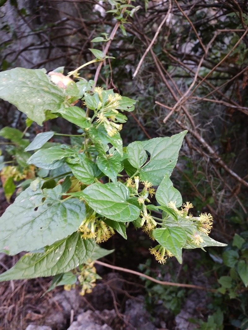 Kyrsteniopsis dibollii