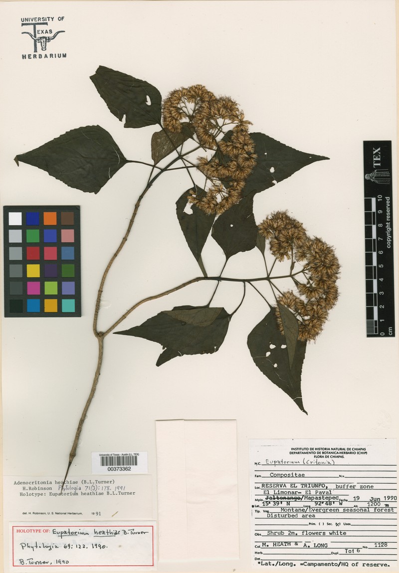 Kyrsteniopsis heathiae