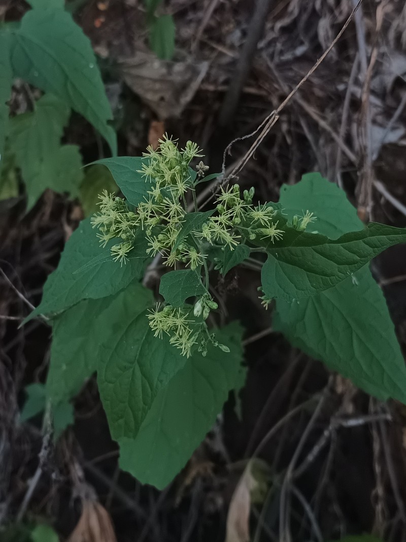 Kyrsteniopsis nelsonii photo 4