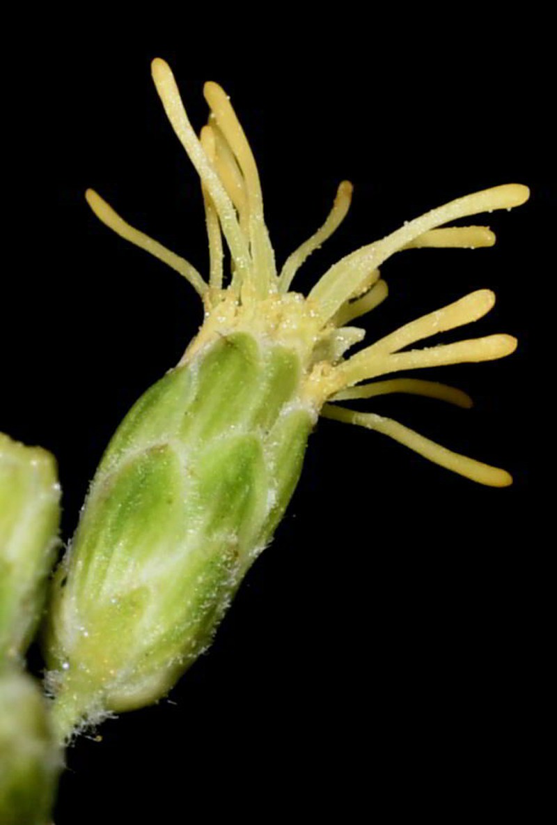 Kyrsteniopsis nelsonii photo 5