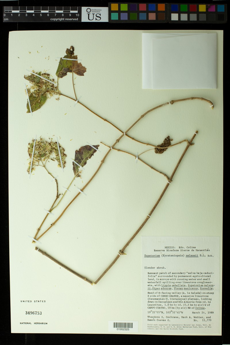 Kyrsteniopsis nelsonii photo 6