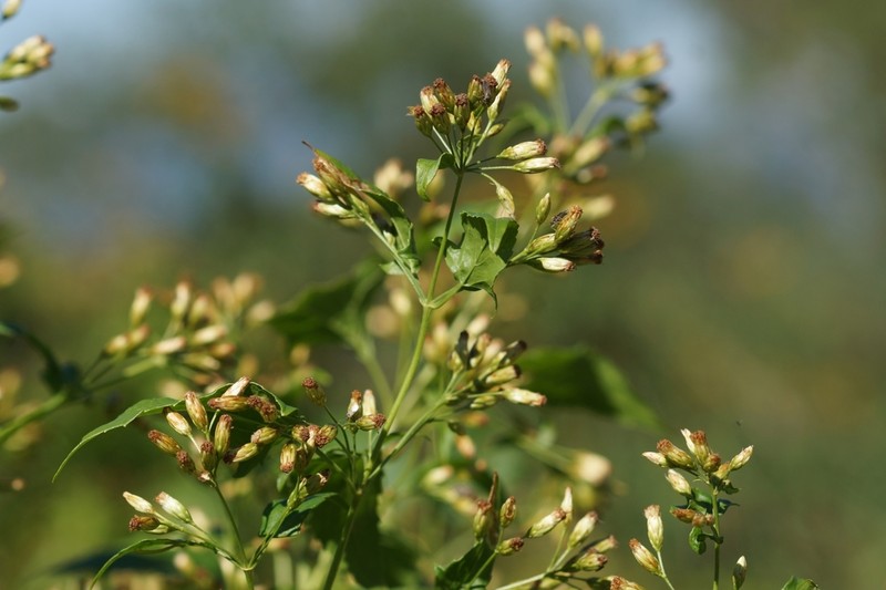 Kyrsteniopsis spinaciifolia