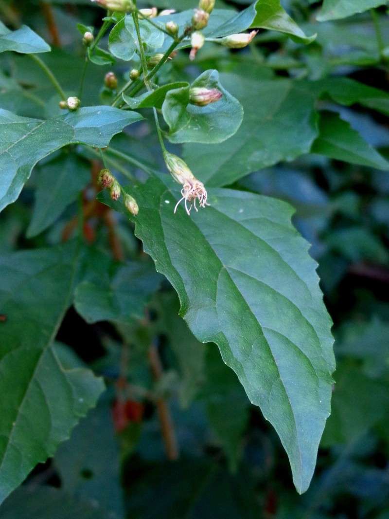 Kyrsteniopsis spinaciifolia photo 2