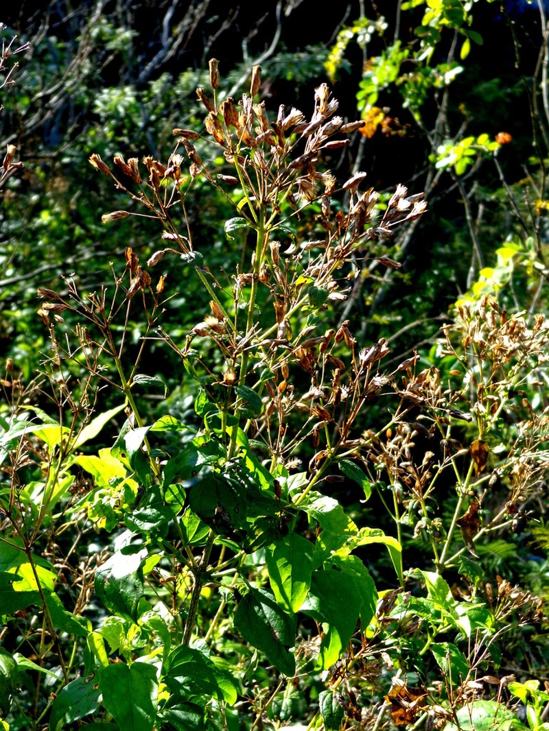 Kyrsteniopsis spinaciifolia photo 3