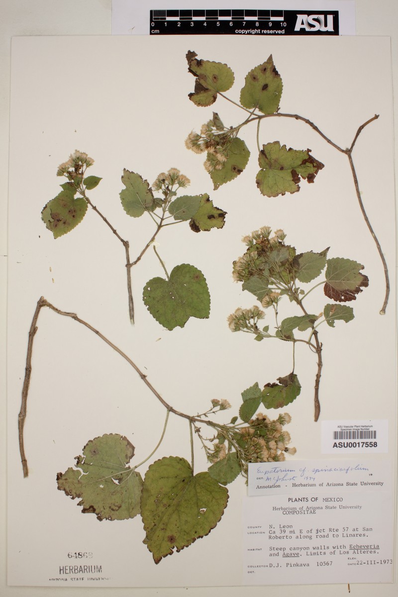 Kyrsteniopsis spinaciifolia photo 4