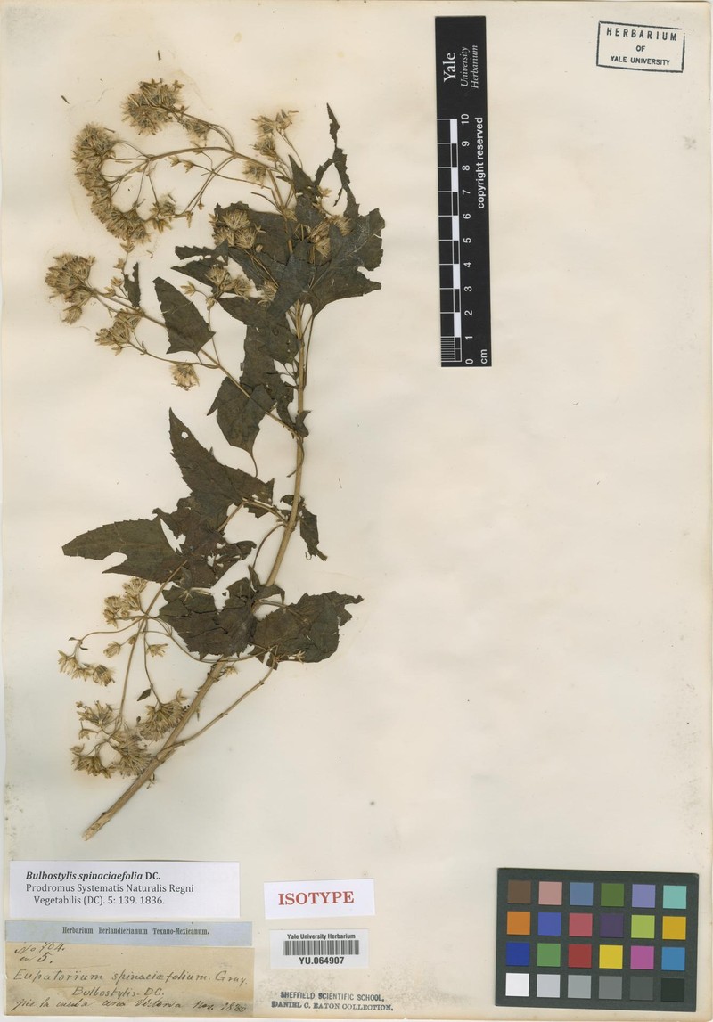 Kyrsteniopsis spinaciifolia photo 5