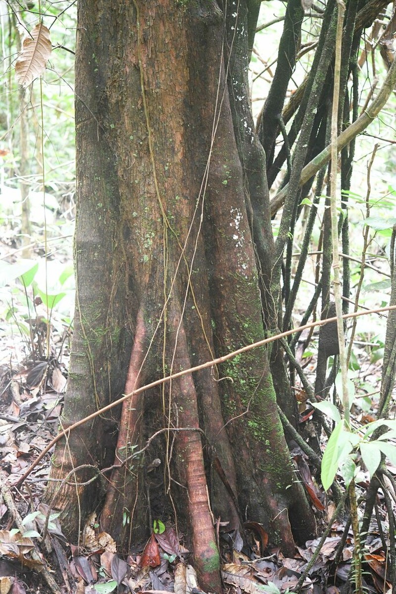 Labatia singularis