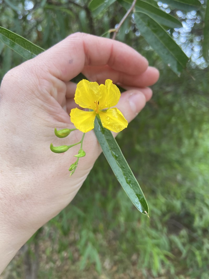 Labichea lanceolata subsp. lanceolata