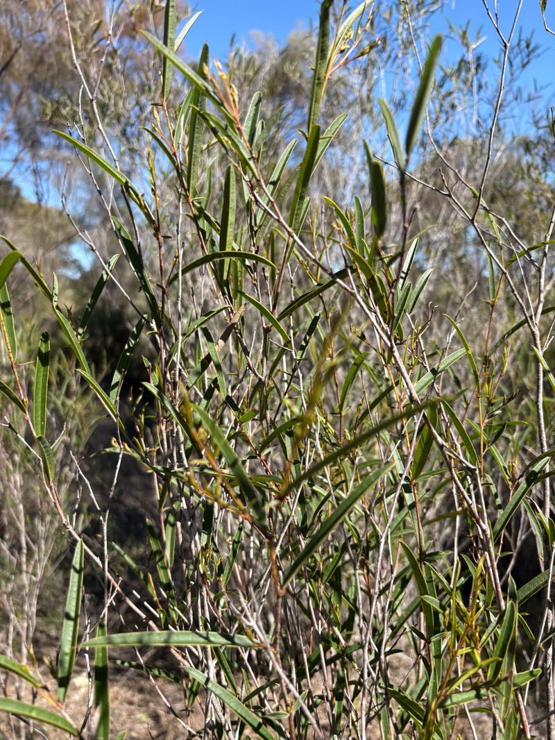 Labichea lanceolata subsp. lanceolata photo 2
