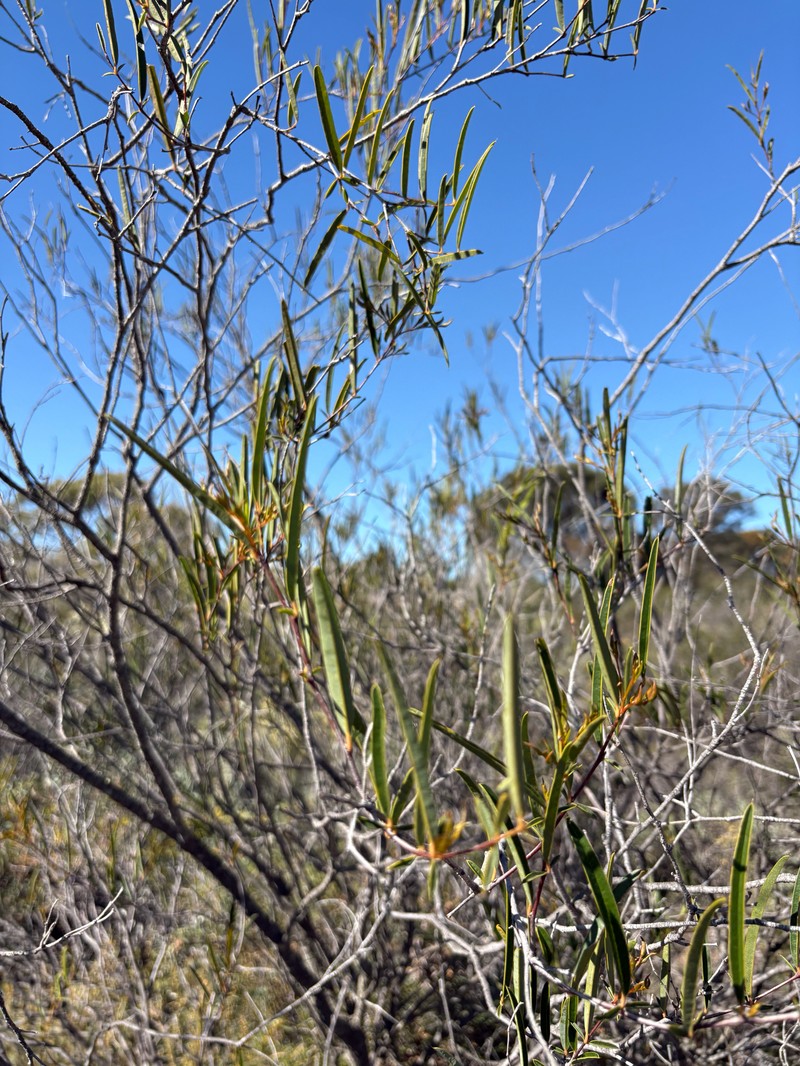 Labichea lanceolata subsp. lanceolata photo 3