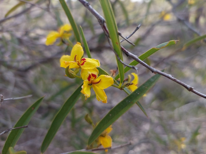 Labichea lanceolata subsp. lanceolata photo 4