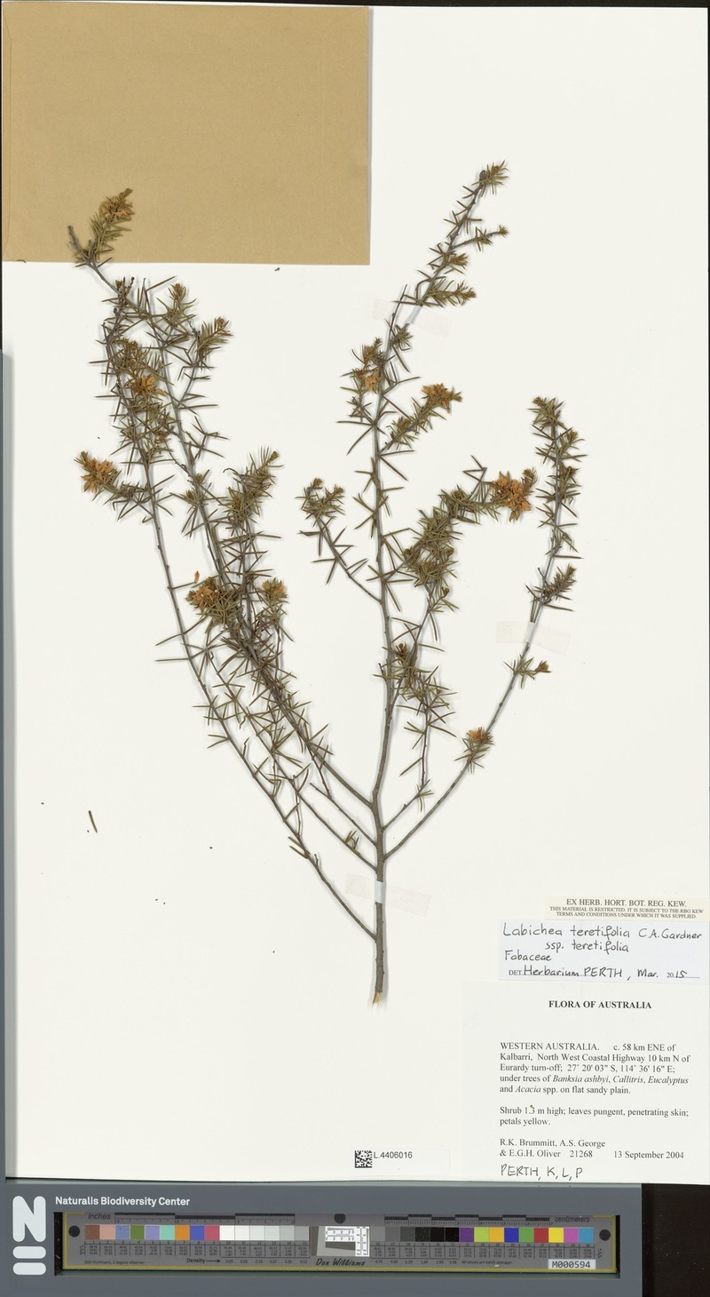 Labichea teretifolia subsp. teretifolia