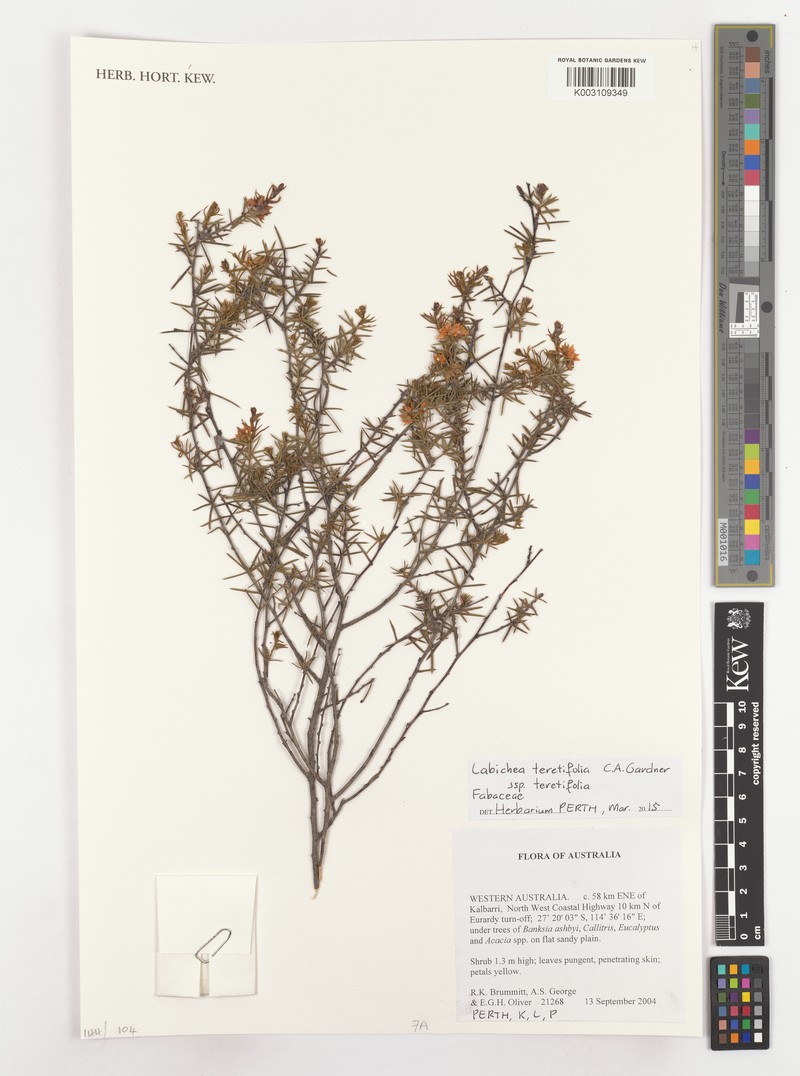 Labichea teretifolia subsp. teretifolia photo 2