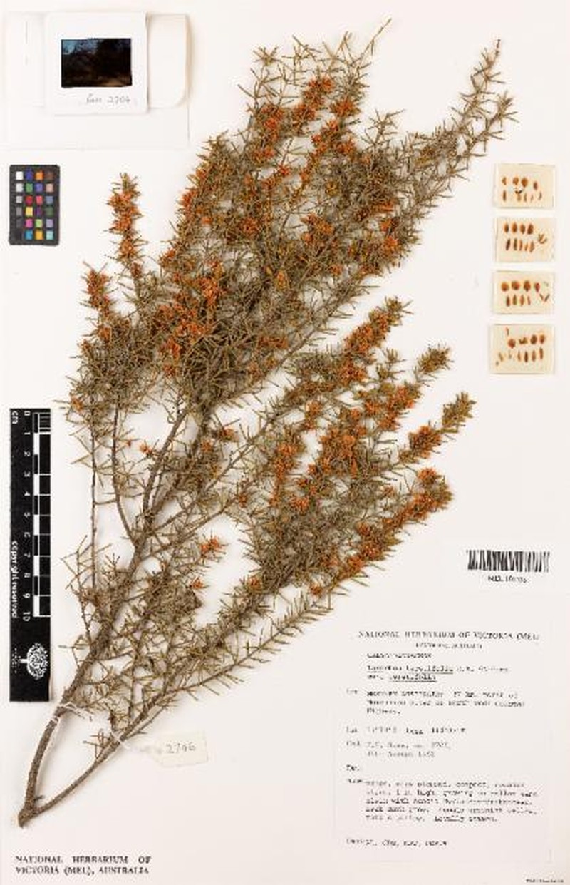 Labichea teretifolia subsp. teretifolia photo 3