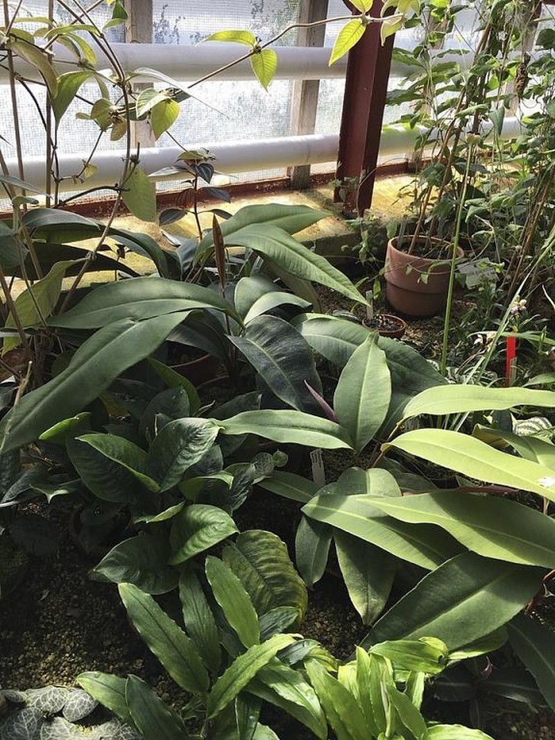 Labisia pumila var. lanceolata