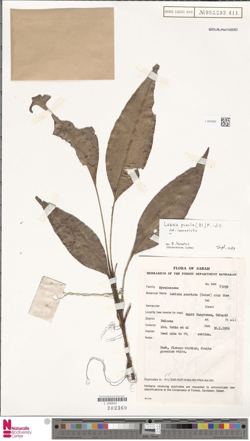 Labisia pumila var. lanceolata photo 2