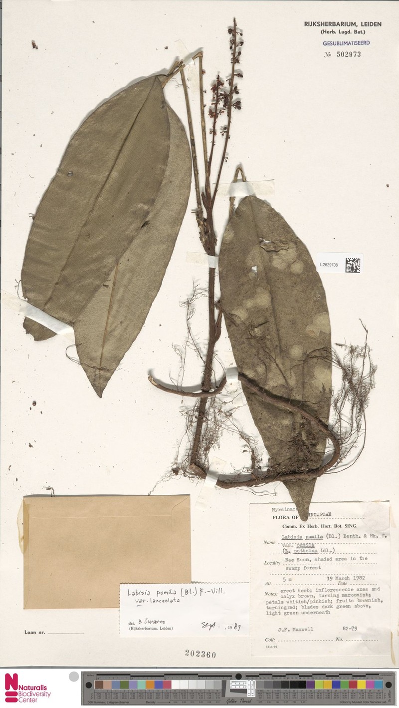 Labisia pumila var. lanceolata photo 3