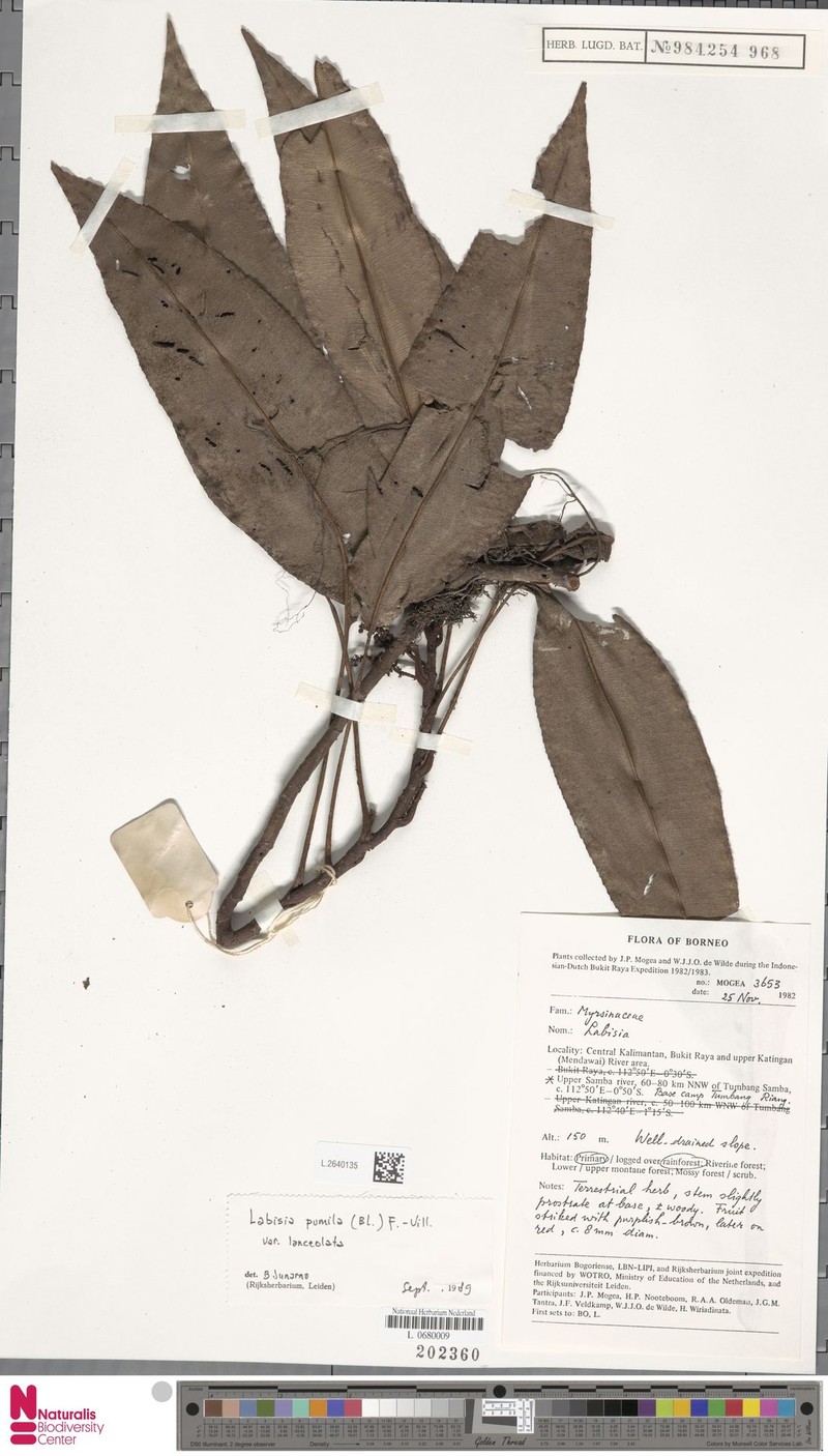 Labisia pumila var. lanceolata photo 4