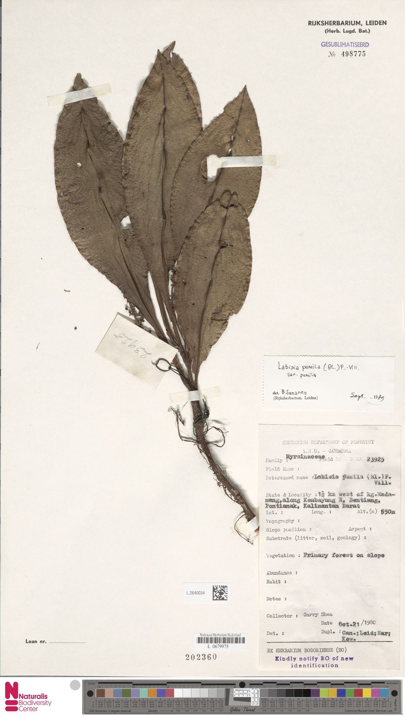 Labisia pumila var. pumila