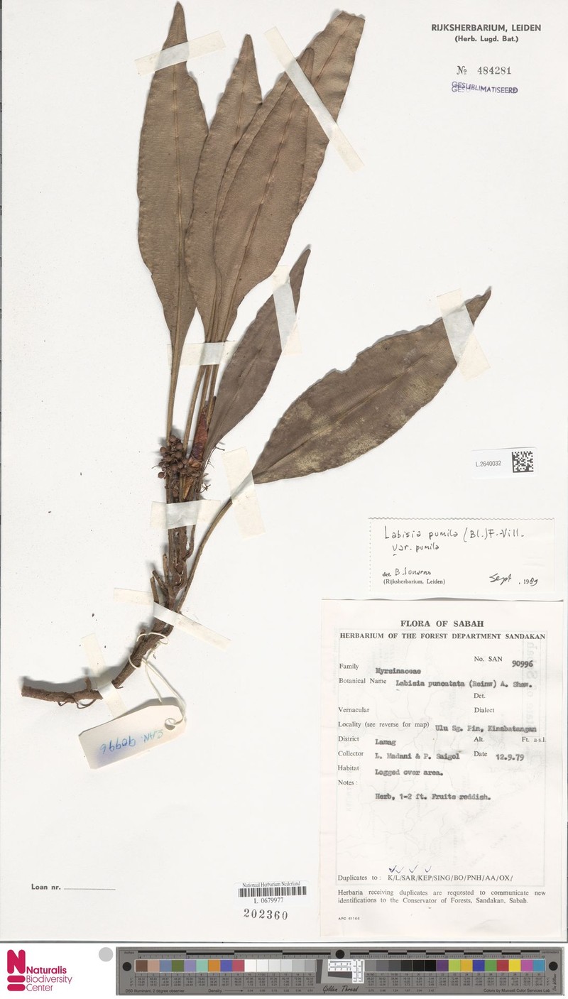 Labisia pumila var. pumila photo 2