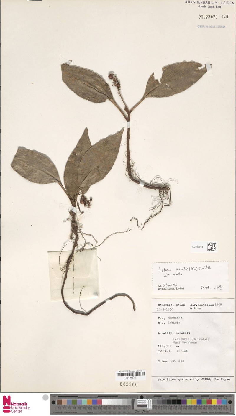 Labisia pumila var. pumila photo 3