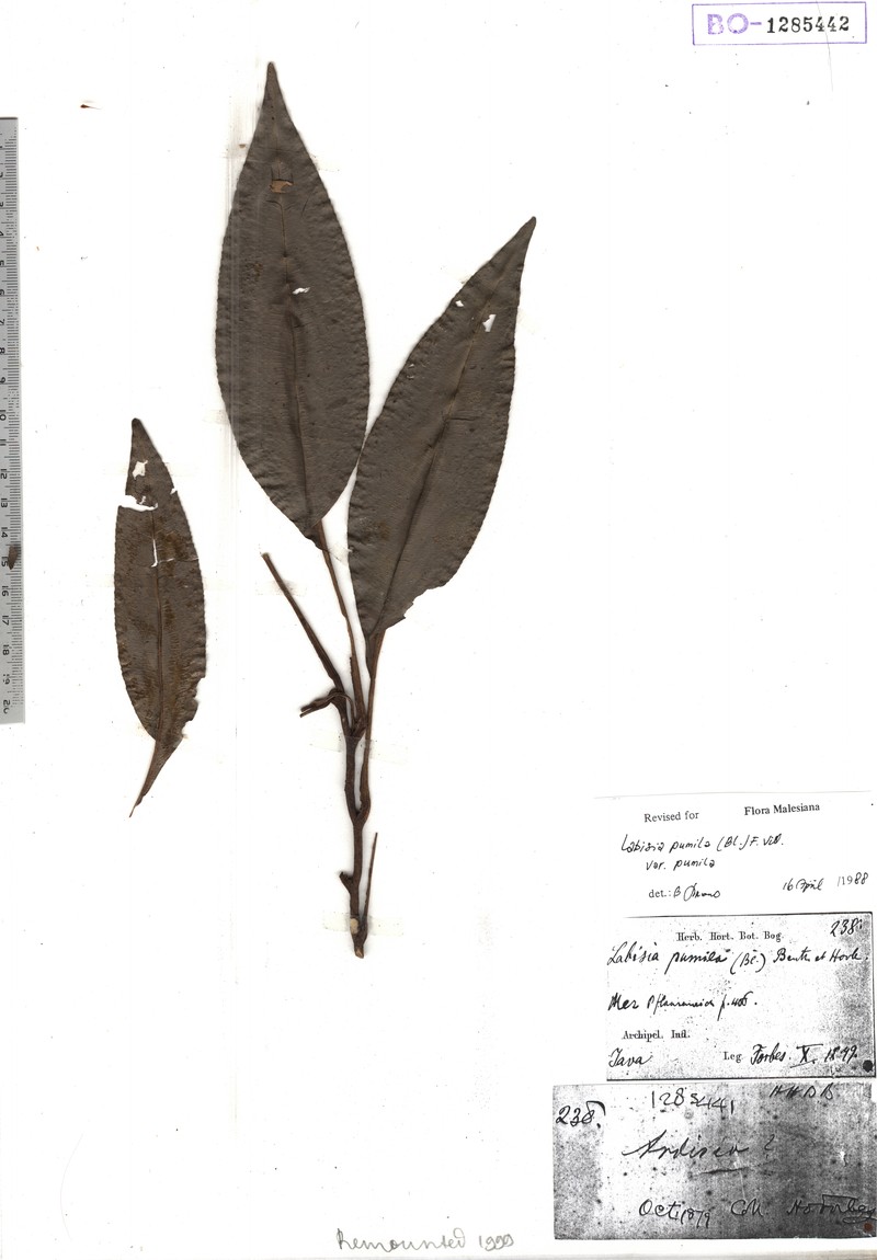 Labisia pumila var. pumila photo 4