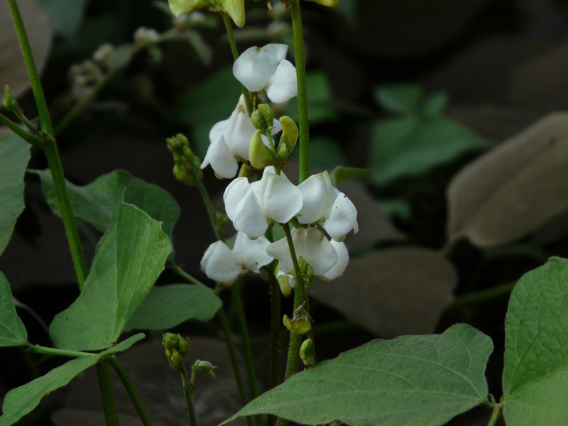 Hyacinthbean photo 4