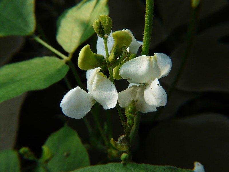 Hyacinthbean photo 5