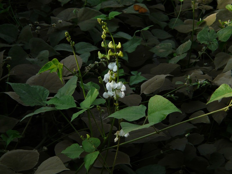 Hyacinthbean photo 2