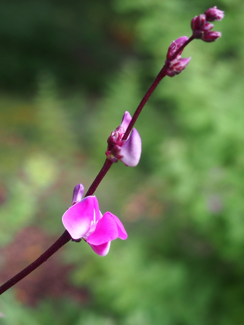 Hyacinthbean photo 3