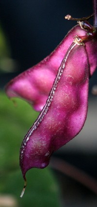Hyacinthbean
