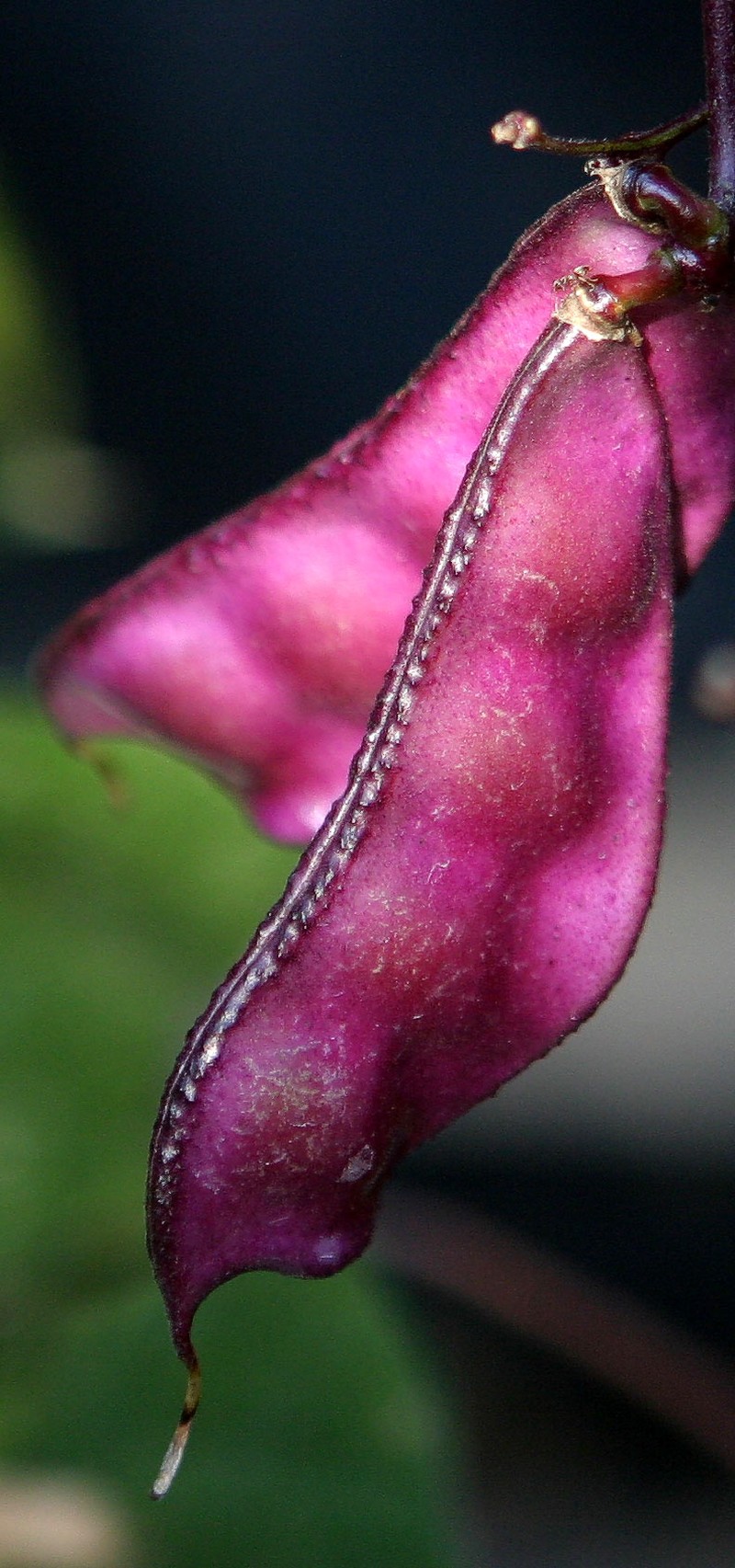Hyacinthbean