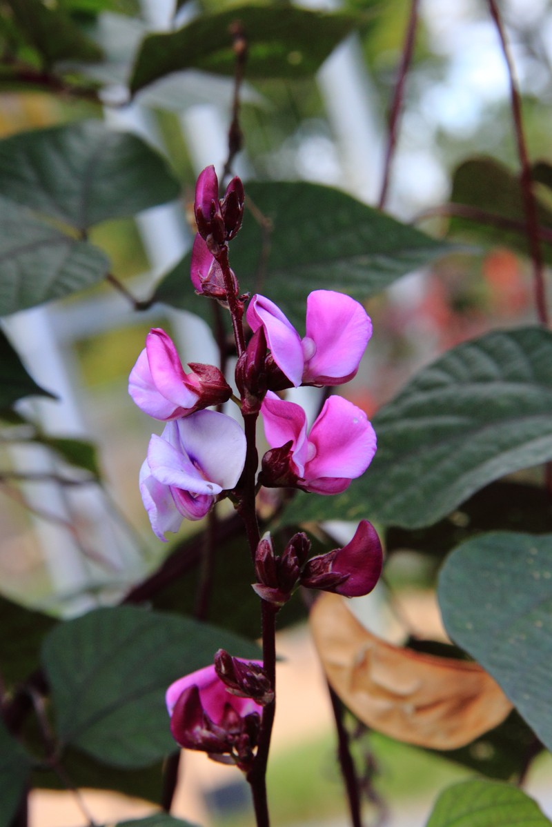 Hyacinthbean photo 7