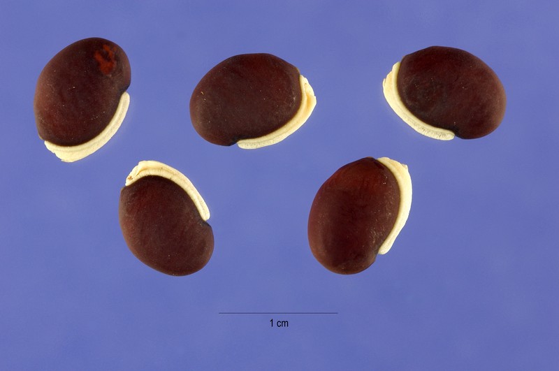 Hyacinthbean photo 8