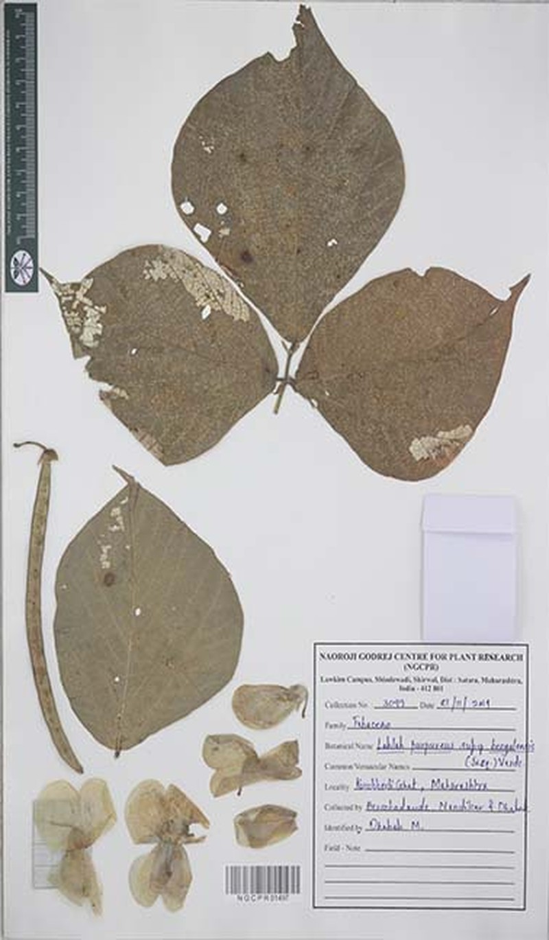 Lablab purpureus subsp. bengalensis photo 3