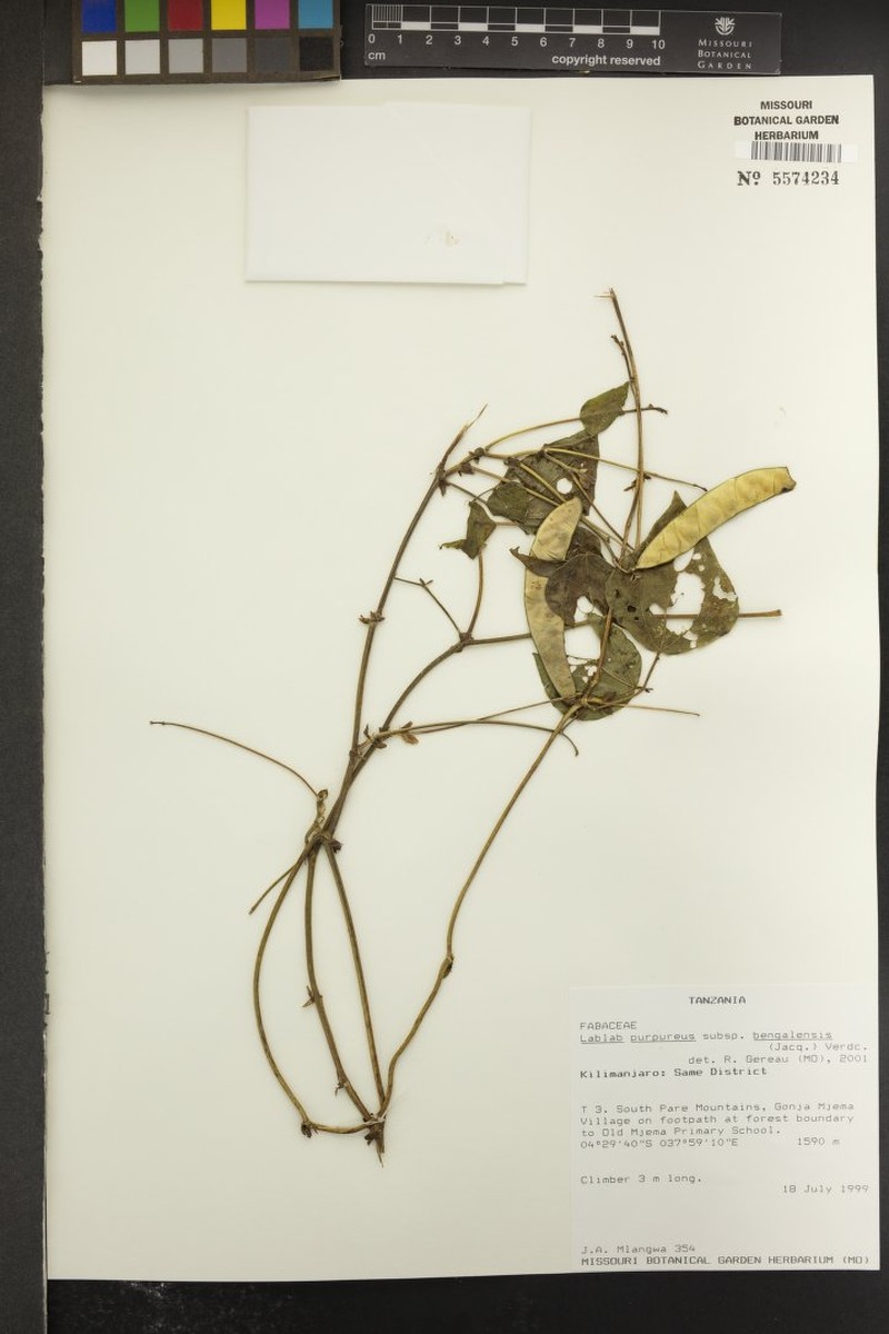 Lablab purpureus subsp. bengalensis photo 4