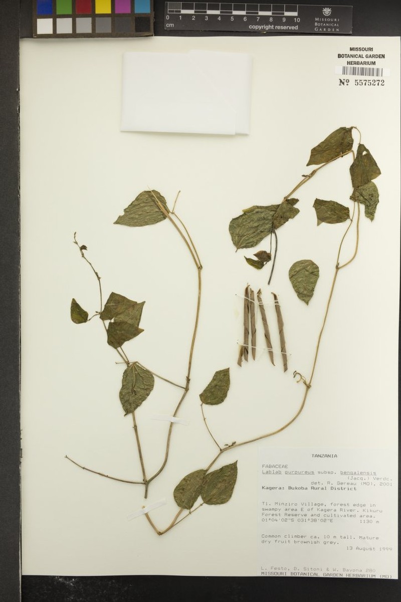 Lablab purpureus subsp. bengalensis photo 5