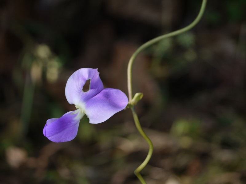 Lablab purpureus subsp. bengalensis photo 8