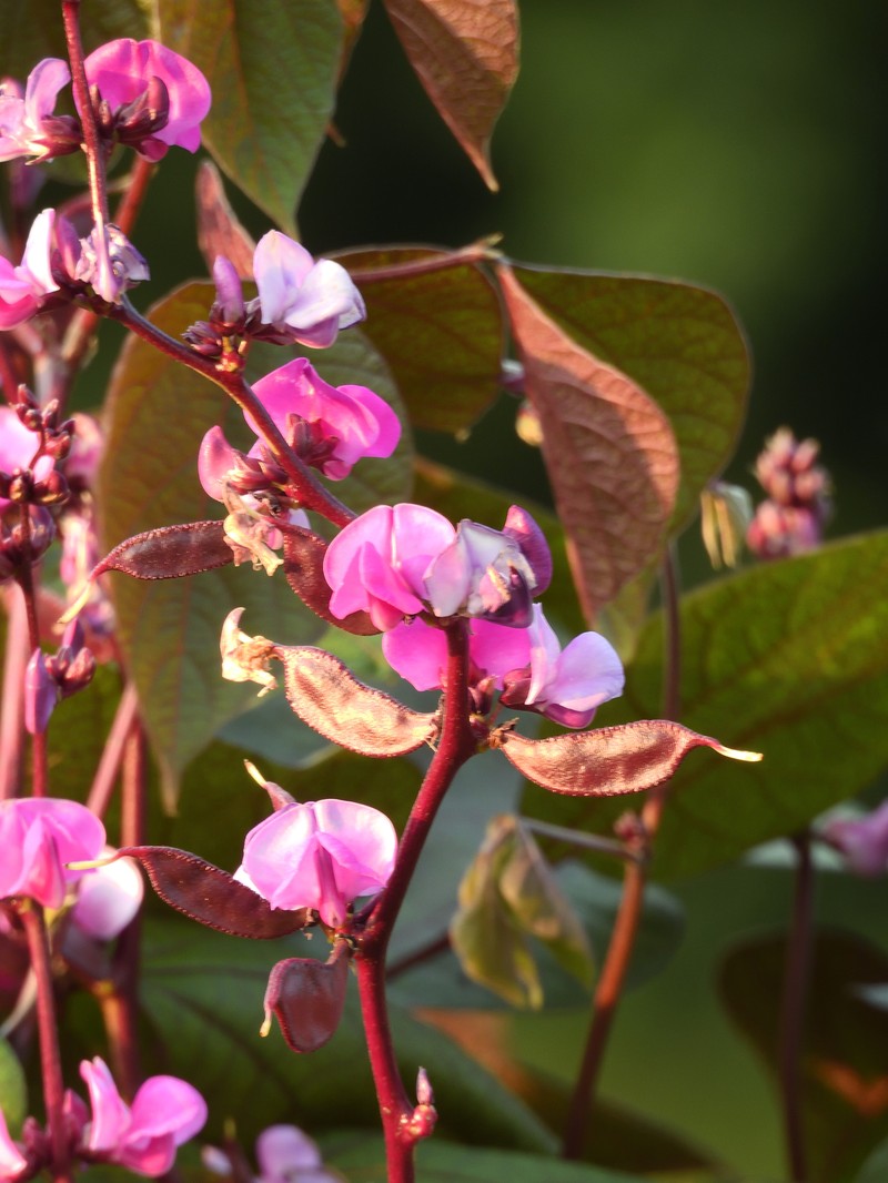 Lablab purpureus subsp. purpureus