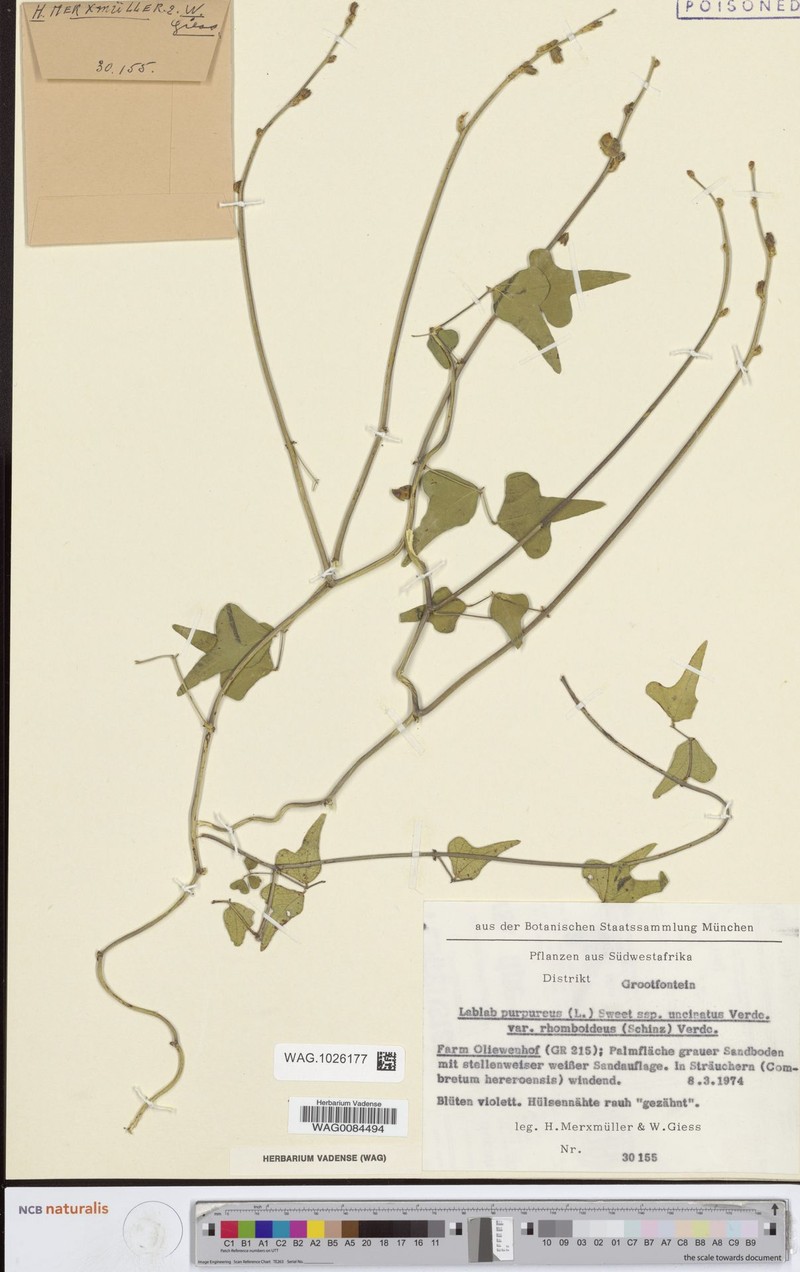 Lablab purpureus var. rhomboideus