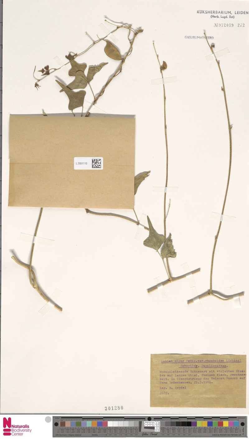 Lablab purpureus var. rhomboideus photo 2