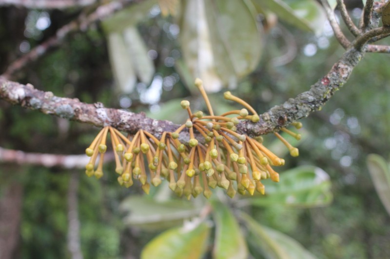Labourdonnaisia tampoloensis