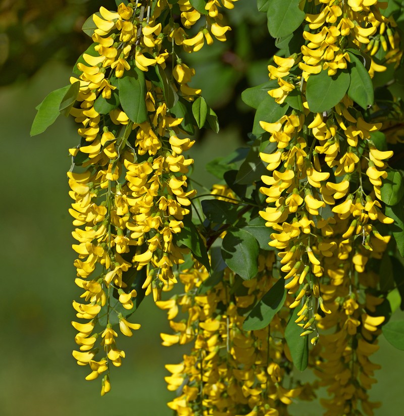 Golden Chain Tree photo 5