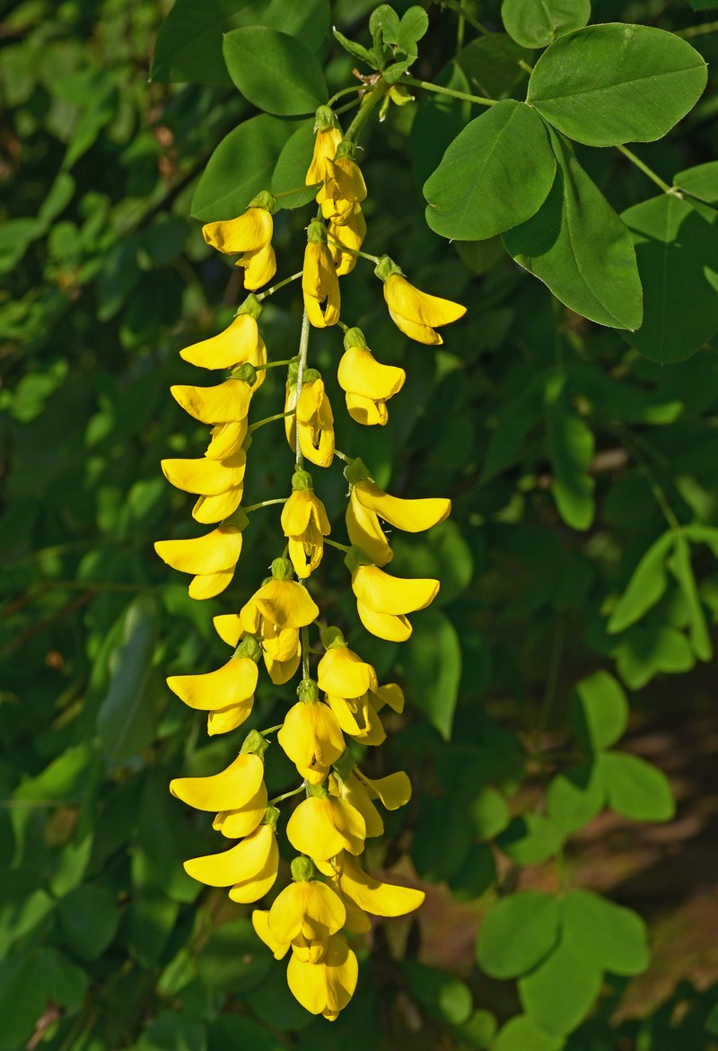 Golden Chain Tree photo 2