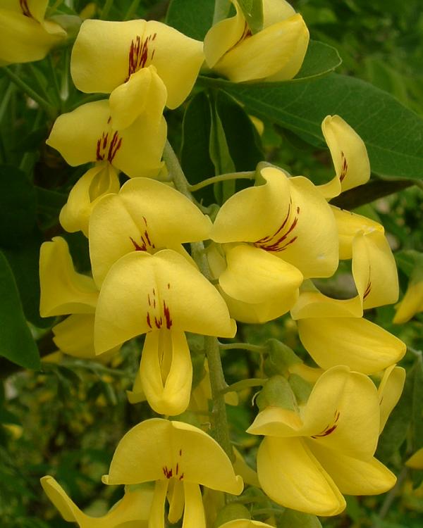 Golden Chain Tree photo 6